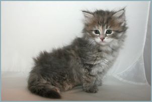 Female Siberian Kitten from Deedlebug Siberians